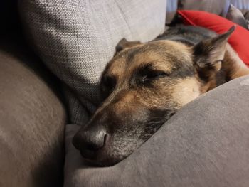 Close-up of dog sleeping