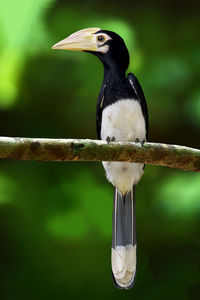 Close-up of bird perching on branch