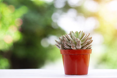 Close-up of succulent plant on table against window