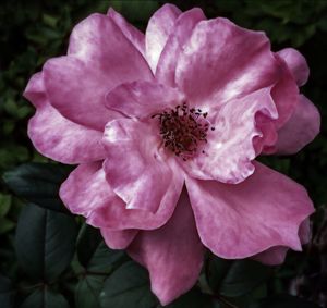 Close-up of pink flowers