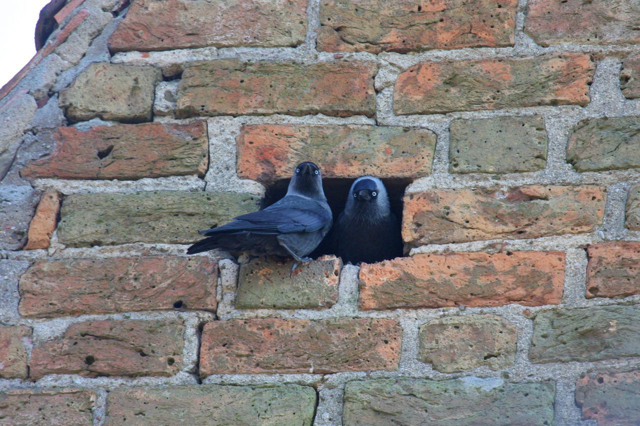 CLOSE-UP OF SPARROW PERCHING ON BRICK WALL