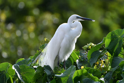 Close-up of white bird perching on tree