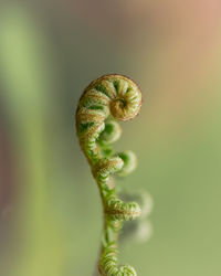 Close-up of plant