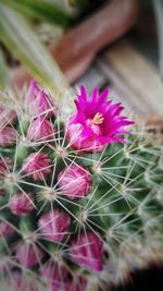 Close-up of purple flowers