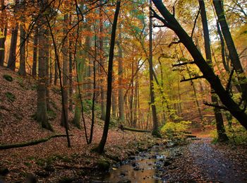 Trees in forest