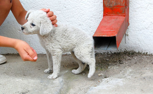 Cropped image of hands touching dog