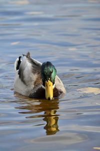 Duck swimming in lake