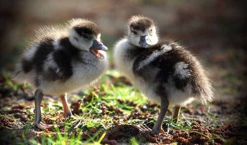 Close-up of birds on field