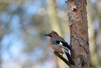 Close-up of bird perching on tree trunk, jay