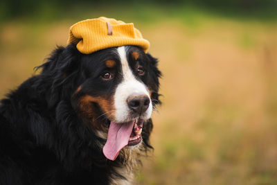 Close-up of dog looking away