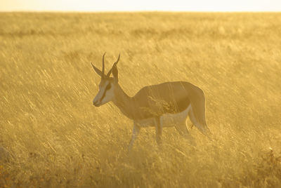 View of deer on field