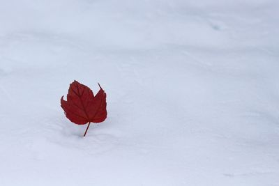 Close-up of dry leaf on snow covered land