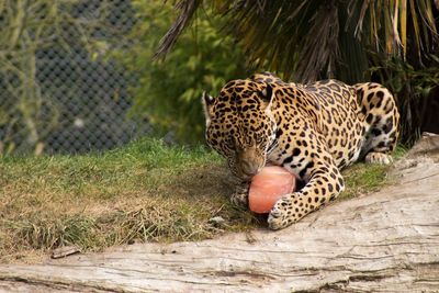 Jaguar in zoo