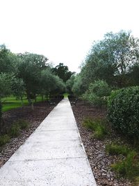 Road passing through trees