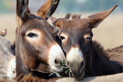 Close-up of donkeys