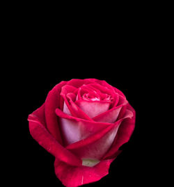 Close-up of rose against black background