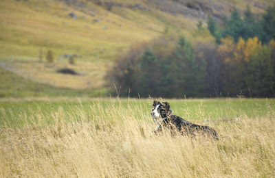 View of a dog on field