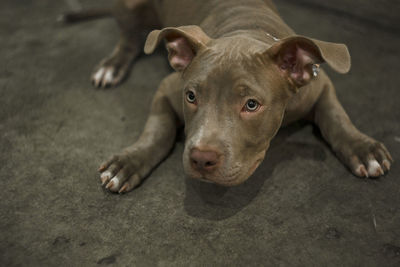 High angle portrait of dog relaxing on floor