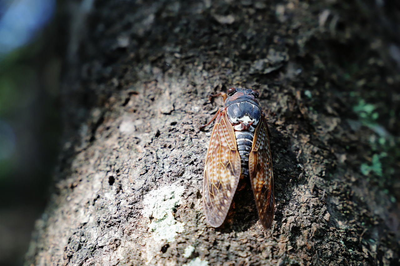 CLOSE-UP OF A INSECT ON TREE TRUNK