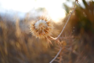 Close-up of dandelion flower