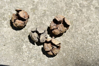 High angle view of dried leaf on pine cone