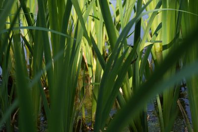 Close-up of crops growing on field