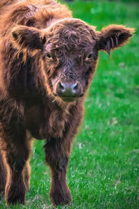 Portrait of a bison on field