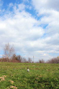 View of a field against sky