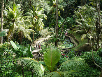 View of palm tree