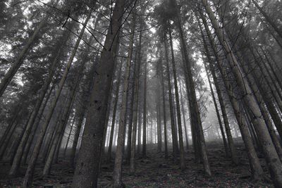 Low angle view of trees in forest