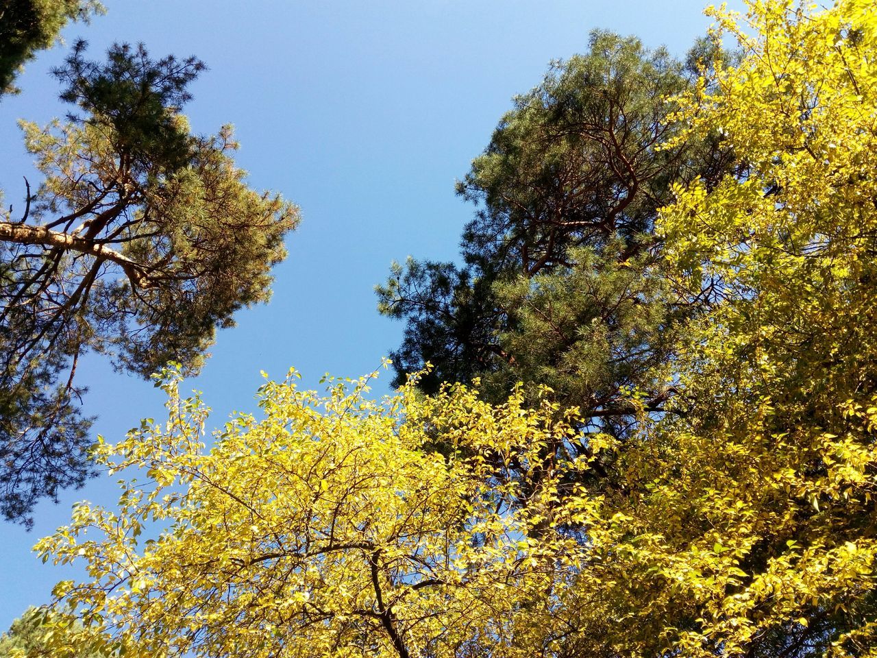 LOW ANGLE VIEW OF FLOWERING PLANTS AGAINST SKY