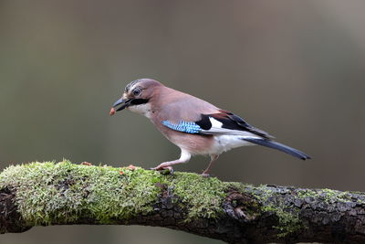 Close-up of bird perching on a tree