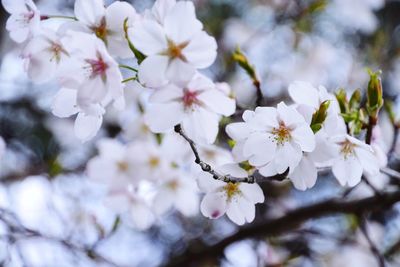 Close-up of cherry blossom