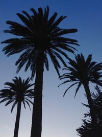Low angle view of palm tree against sky