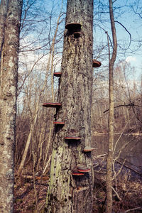 Bare tree in forest against sky