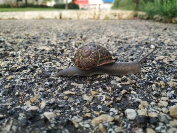 Close-up of snail on street