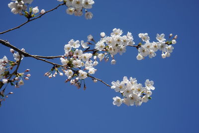 Low angle view of cherry blossoms against clear blue sky