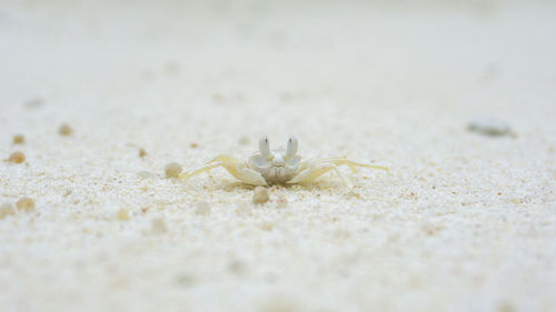 Close-up of crab on sand