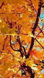 Low angle view of autumn trees