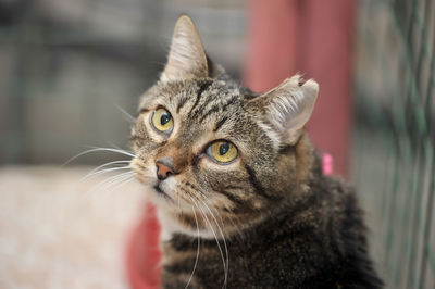 Close-up portrait of a cat