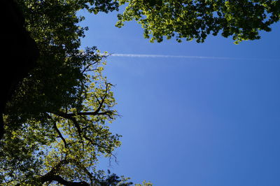 Low angle view of tree against clear blue sky