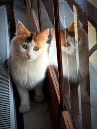 Portrait of cat sitting on window