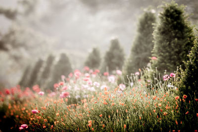 Close-up of flowers growing on field against sky