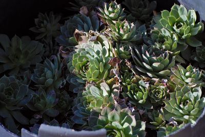 High angle view of succulent plants