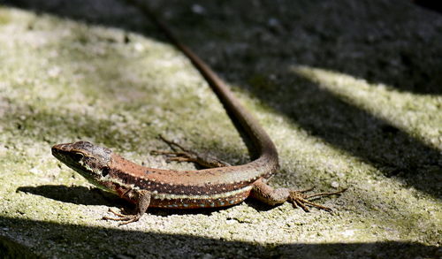 Close-up of lizard on rock