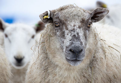 Close-up of an animal