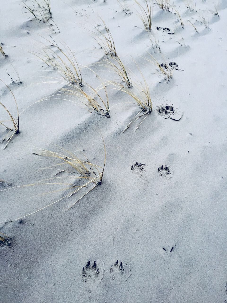 HIGH ANGLE VIEW OF FOOTPRINTS ON BEACH