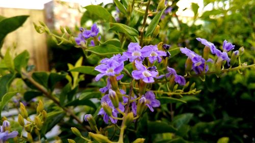 Close-up of purple flowering plants