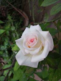 Close-up of white rose