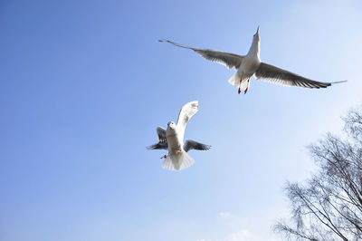 Low angle view of bird flying against sky